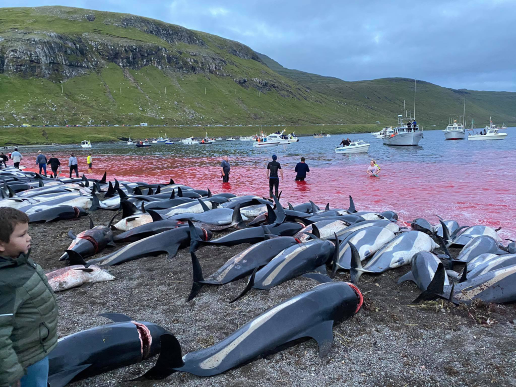 A shoreline scene showing dozens of dolphins lying on the beach, blood-stained water indicating a recent hunt. People stand nearby, observing the aftermath, with boats in the water in the background.