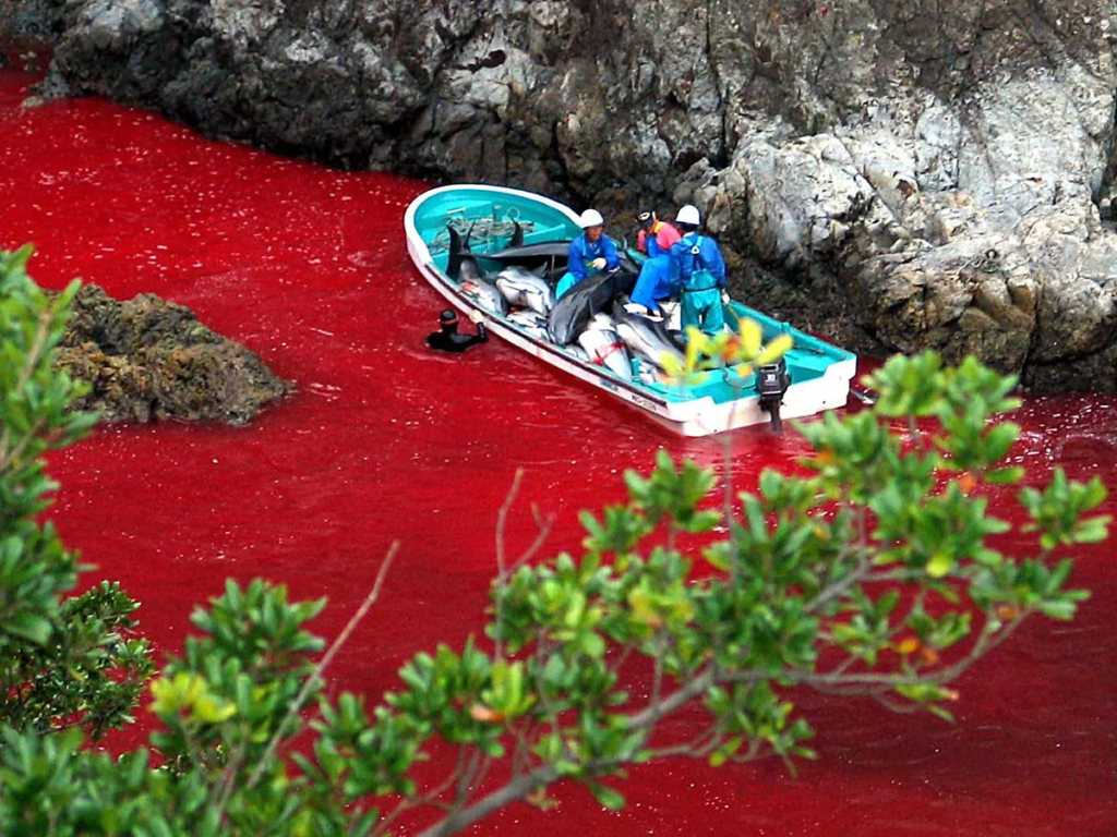 A shoreline scene showing dozens of dolphins lying on the beach, blood-stained water indicating a recent hunt. People stand nearby, observing the aftermath, with boats in the water in the background.