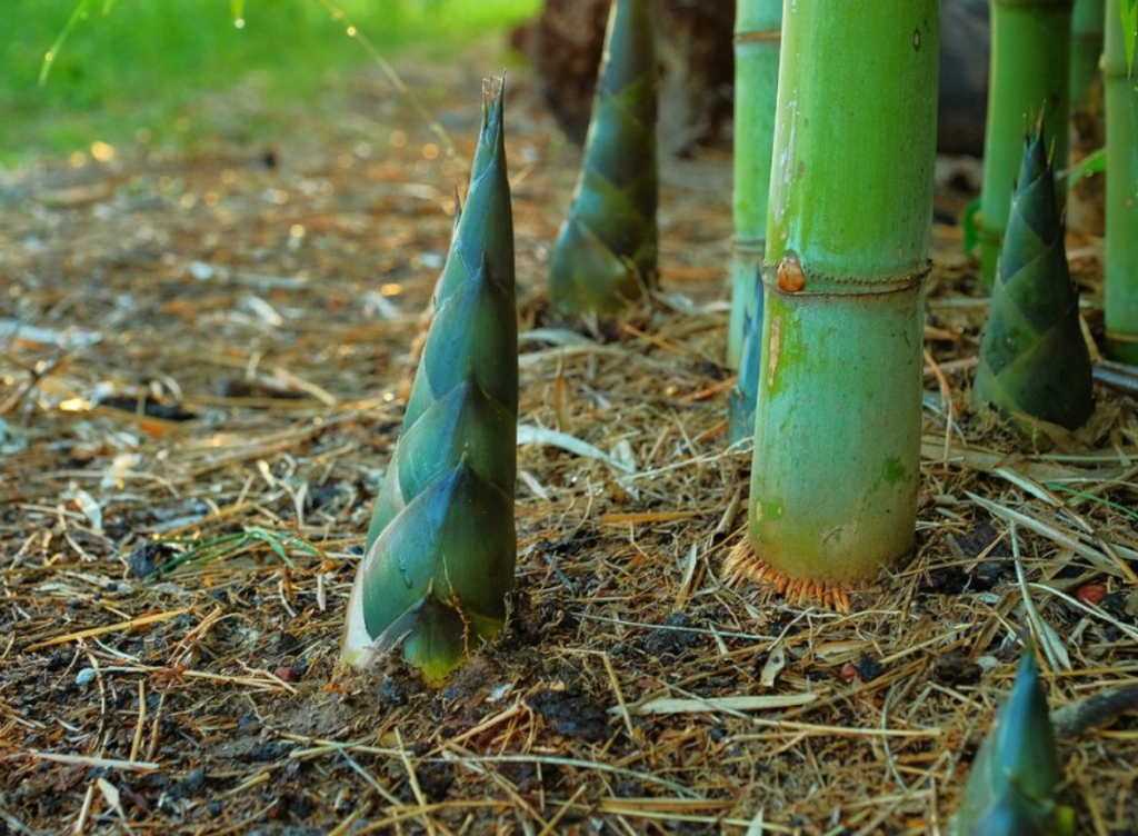 Bamboo shoots