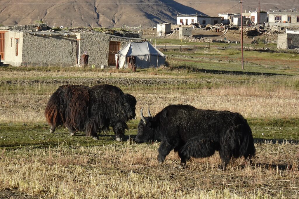 Two yaks in a Changpa village in Ladakh