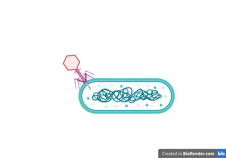 Illustration of a bacteriophage virus attacking a bacterial cell, showing the virus injecting its DNA into the bacterium.