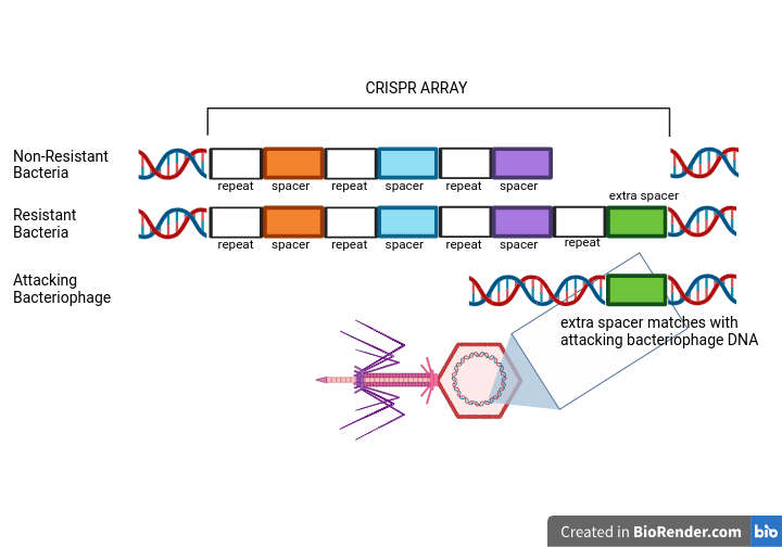 Diagram comparing CRISPR arrays in non-resistant and resistant bacteria, showing how extra spacers in resistant bacteria match the DNA of attacking bacteriophages.