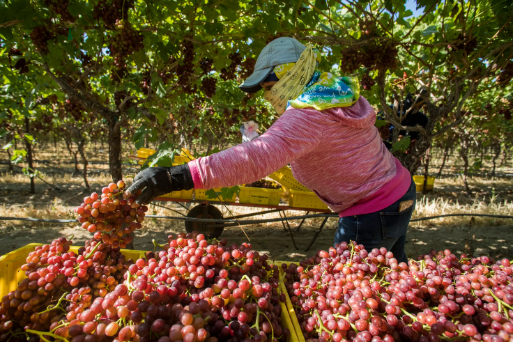 Grape season in Coachella Valley