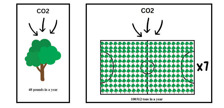 How many trees it takes to absorb 48 pounds of CO2 vs. 100312 tons