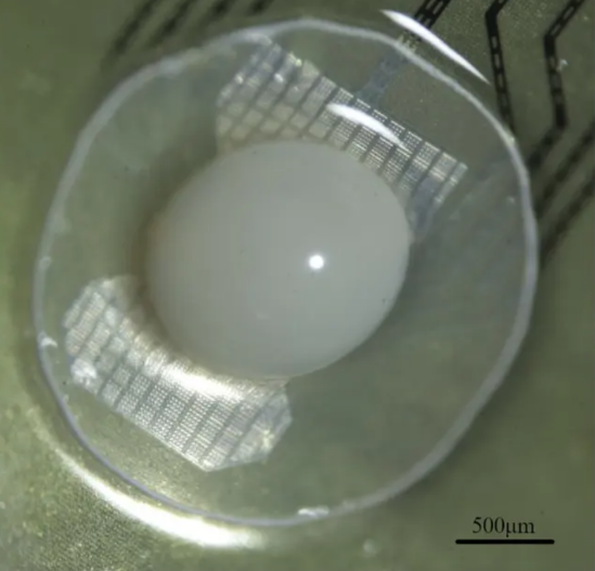 An organoid connected to MEA chips