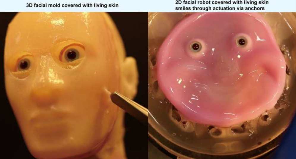 Japan scientists make smiling robot with 'living' skin 